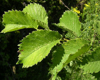 Olmo Lutèce® 'Nanguen' - Ulmus Lutèce® 'Nanguen'