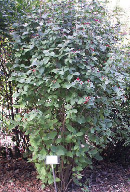 Morrionera - Viburnum lantana
