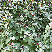 Morrionera - Viburnum lantana