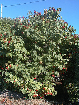 Mundillo o sauquillo - Viburnum opulus