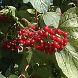 Mundillo o sauquillo - Viburnum opulus