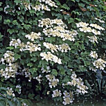 Mundillo o sauquillo - Viburnum opulus