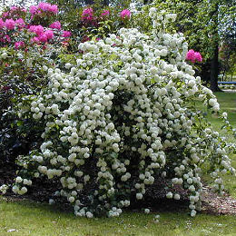 Bola de nieve - Viburnum opulus 'Roseum'