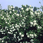 Bola de nieve - Viburnum opulus 'Roseum'