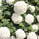 Bola de nieve - Viburnum opulus 'Roseum'