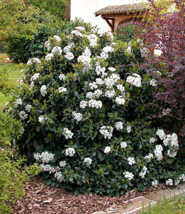 Durillo o laurentina o laurel salvaje - Viburnum tinus