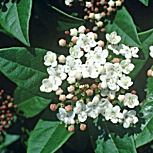 Durillo o laurentina o laurel salvaje - Viburnum tinus