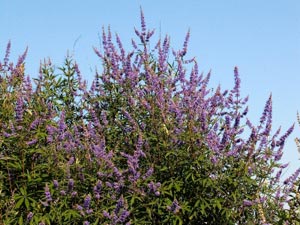 Sauzgatillo o Agnocasto o Pimienta de los monjes - Vitex agnus-castus