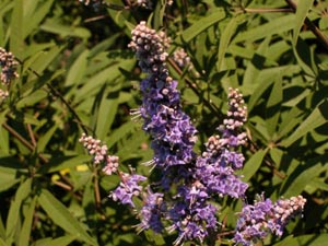 Sauzgatillo o Agnocasto o Pimienta de los monjes - Vitex agnus-castus