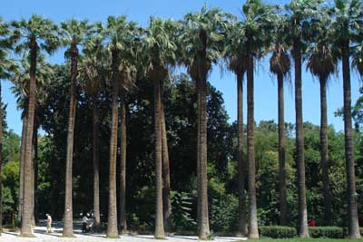 Washingtonia robusta