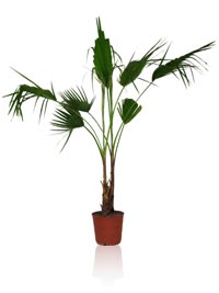 Washingtonia robusta