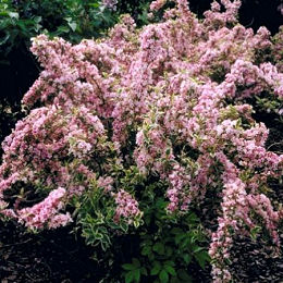 Veigela 'Variegata' o veigelia 'Variegata' - Weigelia florida 'Variegata'