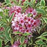 Veigela 'Variegata' o veigelia 'Variegata' - Weigelia florida 'Variegata'