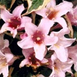 Veigela 'Variegata' o veigelia 'Variegata' - Weigelia florida 'Variegata'