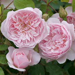 Rosal Wisley 2008 (Ausbreeze)