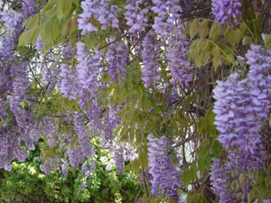Glicinia - Wisteria sinensis