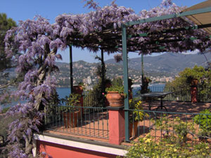 Glicinia - Wisteria sinensis
