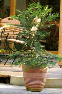 Pino Wollemi - Wollemi Pine - Wollemia nobilis Jones