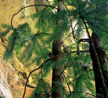 Pino Wollemi - Wollemi Pine - Wollemia nobilis Jones