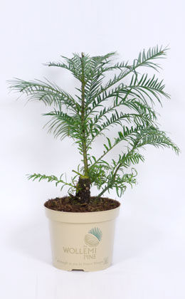 Pino Wollemi - Wollemi Pine - Wollemia nobilis Jones