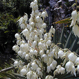 Yucca filamentosa 'Bright Edge' - Yucca filamentosa 'Bright Edge'