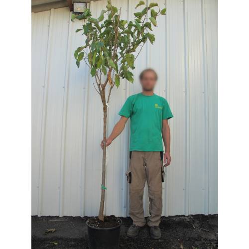Cerezo Bigarreau Burlat Venta Cerezo Bigarreau Burlat Prunus 