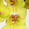 Orqudea mariposa Amarilla, Phalaenopsis