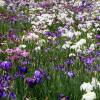 Iris japons 'Caprician Butterfly'