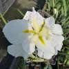 Iris japons blanco