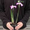 Iris japons 'Himatsuri'