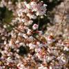 Cerezo enano Japons con flores 'Kojo No Mai'