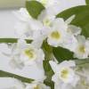 Dendrobium Orqudea - Blanca
