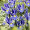 Iris japons azul