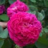 Rosal 'Rose de Rescht'