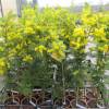 Planta Prohibida en Espaa-Mimosa 'Gaulois Astier'