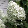 Hortensia de panculas 'Limelight'