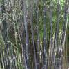 Bamb Phyllostachys Nigra