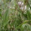 Bamb Fargesia robusta 'Formidable Wenchuan'