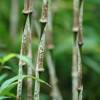 Bamb Chimono. marmorea