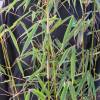 Bamb Fargesia robusta 'Campbell'
