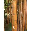 Bamb Phyllostachys aurea H