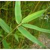 Bamb Phyllostachys aurea Koi