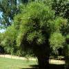 Bamb Pleioblastus linearis