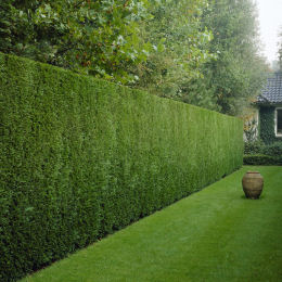 http://www.planfor.es/Donnees_Site/Produit/Photo//Cupressocyparis%20leylandii.jpg