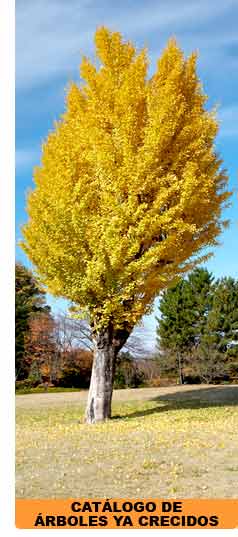 Catalogo de Arboles