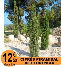 Cipr�s Piramidal de Florencia