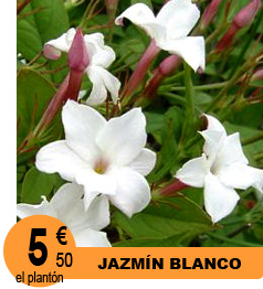 Jazmin blanco