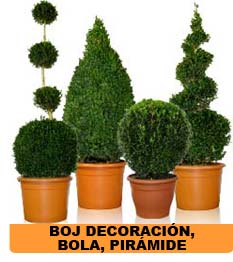 Boj bola, Boj piramide