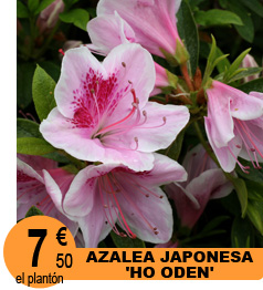 Rosal 'Reine Luccia'
