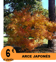 Arce japon�s